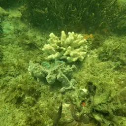 Robust Ivory Tree Coral, photo 11