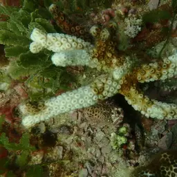 Robust Ivory Tree Coral, photo 12