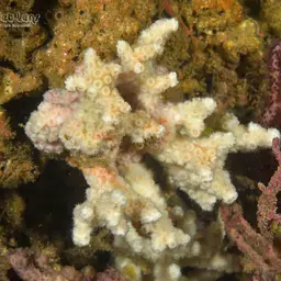 Large Ivory Coral, photo 1