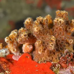 Large Ivory Coral, photo 2