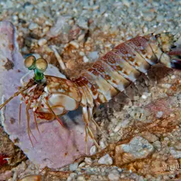Mantis Shrimp, photo 1