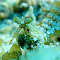 Mantis Shrimp, photo 2