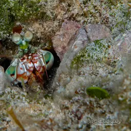 Mantis Shrimp, photo 3