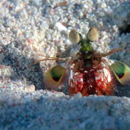 Mantis Shrimp, photo 5