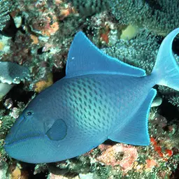 Niger Triggerfish, photo 1