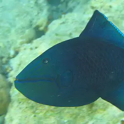 Niger Triggerfish, photo 2