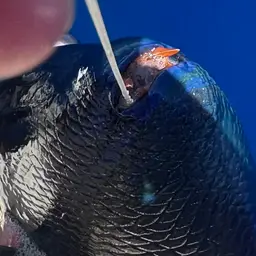 Niger Triggerfish, photo 3