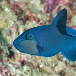 Niger Triggerfish, photo 4
