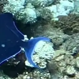 Niger Triggerfish, photo 5