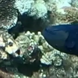 Niger Triggerfish, photo 6