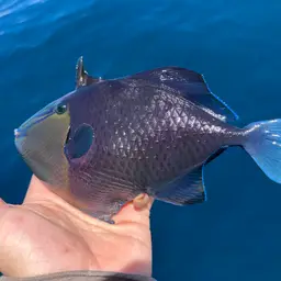 Niger Triggerfish, photo 7