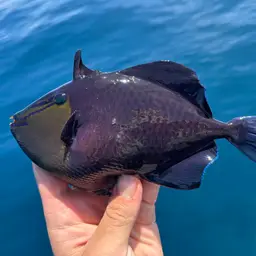 Niger Triggerfish, photo 8