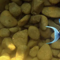 Niger Triggerfish, photo 9