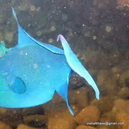Niger Triggerfish, photo 10