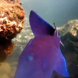 Niger Triggerfish, photo 11