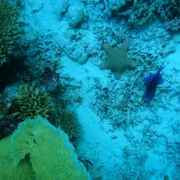 Niger Triggerfish, photo 12