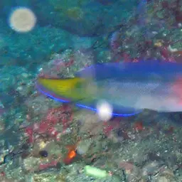 Multicolour Dottyback, photo 1