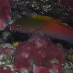 Multicolour Dottyback, photo 2
