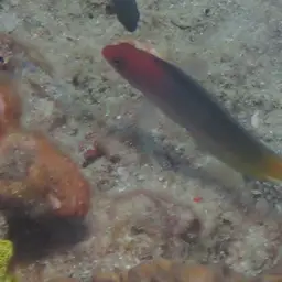 Multicolour Dottyback, photo 3