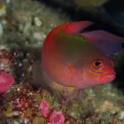 Multicolour Dottyback, photo 4
