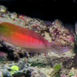 Multicolour Dottyback, photo 5