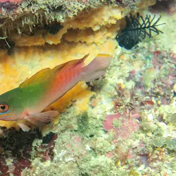 Multicolour Dottyback, photo 6