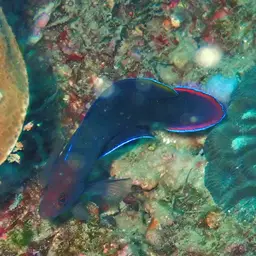 Multicolour Dottyback, photo 7