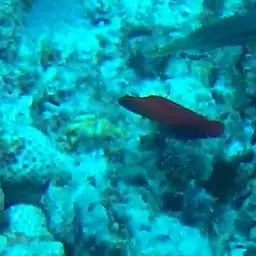Multicolour Dottyback, photo 8