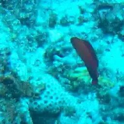 Multicolour Dottyback, photo 9