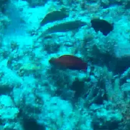 Multicolour Dottyback, photo 10