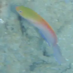 Multicolour Dottyback, photo 11