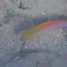 Multicolour Dottyback, photo 12
