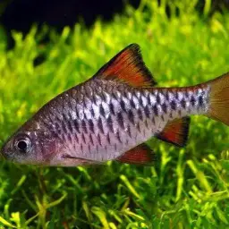 Checker Barb, photo 1