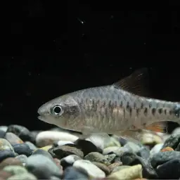 Checker Barb, photo 2