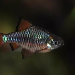 Checker Barb, photo 3