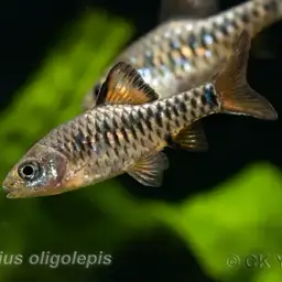 Checker Barb, photo 4