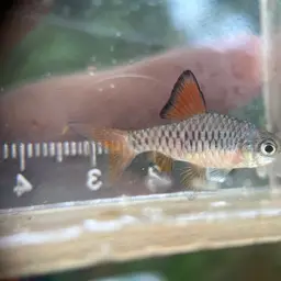 Checker Barb, photo 5
