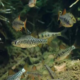 Checker Barb, photo 6