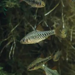 Checker Barb, photo 7