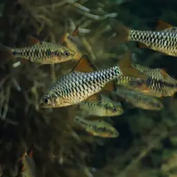 Checker Barb, photo 8