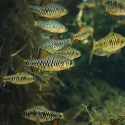 Checker Barb, photo 9