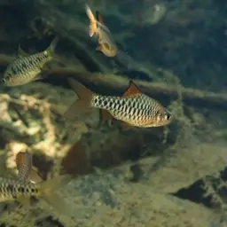 Checker Barb, photo 10