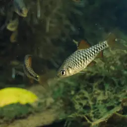 Checker Barb, photo 11