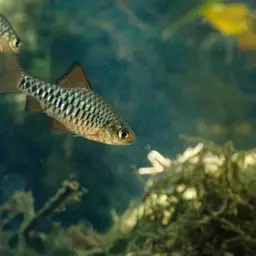Checker Barb, photo 12