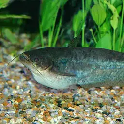 Butter Catfish, photo 2