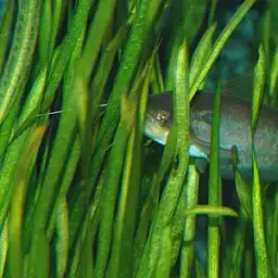 Butter Catfish, photo 3