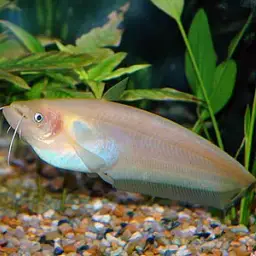 Butter Catfish, photo 4