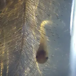 Butter Catfish, photo 5