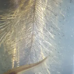 Butter Catfish, photo 6