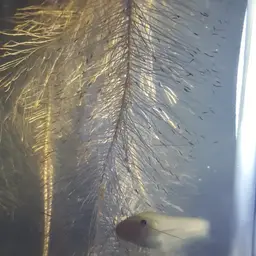 Butter Catfish, photo 7